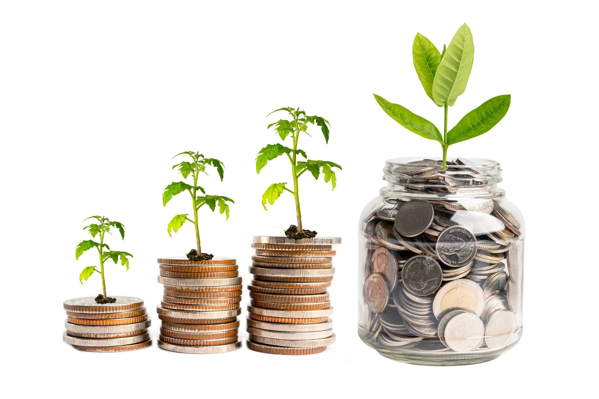 Save money tree growing on stack coins, Business finance investment business concept.